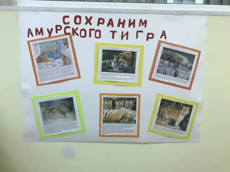 Конкурс сохраним. Плакат сохрани а мурского тигра. экологический плакат сохраним амурского тигра. экологический плакат сохраним амурского тигра конкурс. оформление школьного уголка сохраним тигра.