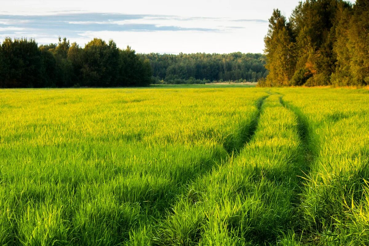 В каком зеленом луге. Луг фото. Зеленый луг фото. Зеленые Луга фото. Летние Луга фото картинки.