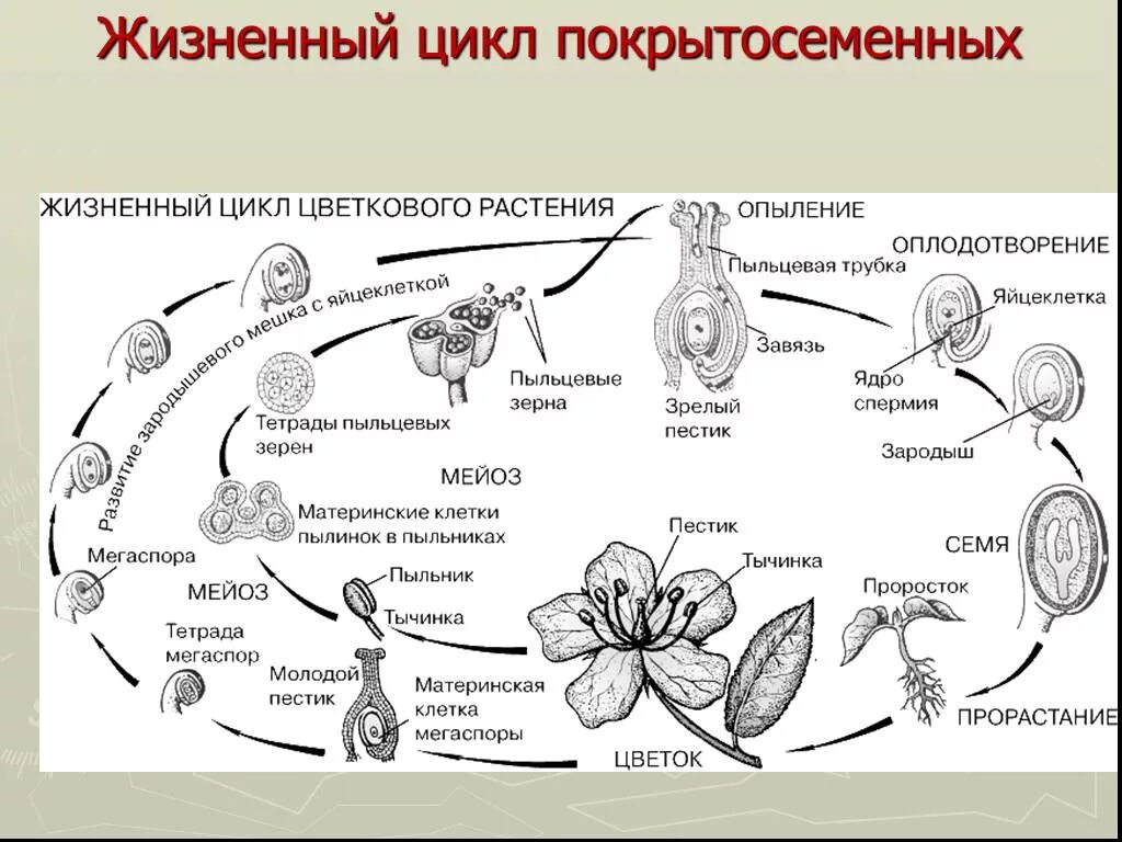 Образование семян покрытосеменных. Размножение покрытосеменных растений схема. Цикл развития покрытосеменных растений схема. Схема цикла размножения покрытосеменных. Жизненный цикл покрытосеменных растений схема.