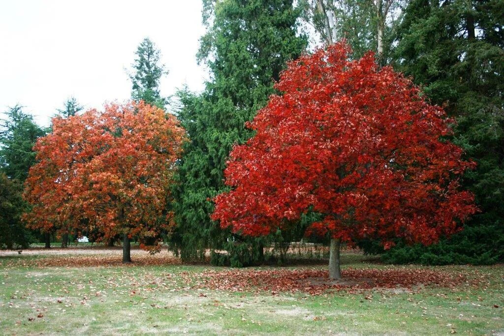 Красные деревья названия и фото. Дуб остролистный красный. Дуб красный Quercus rubra. Клен Гиннала. Клен Гиннала листья.