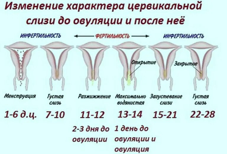 Через сколько дней день женщин. Гипоменорея. Причины скудных месячных. Овуляция выделения до и после. Причины гипоменореи.