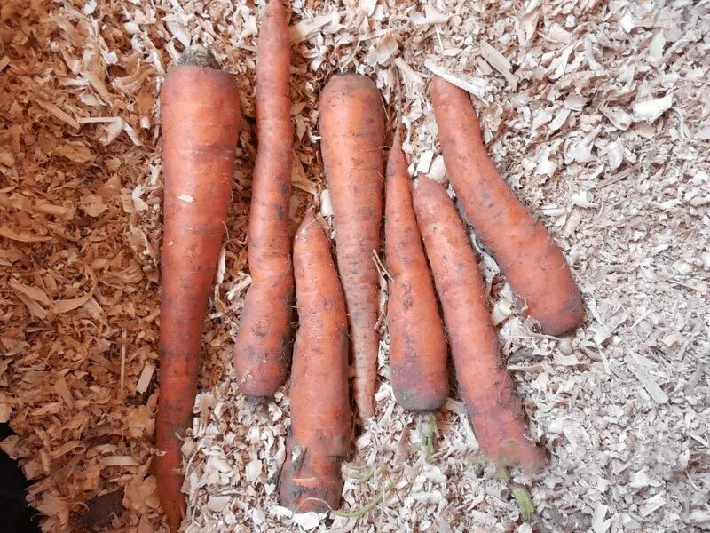Хранение моркови. Хранение моркови в опилках. Морковь в опилках. Морковь стружкой. Как хранить морковь в погребе зимой