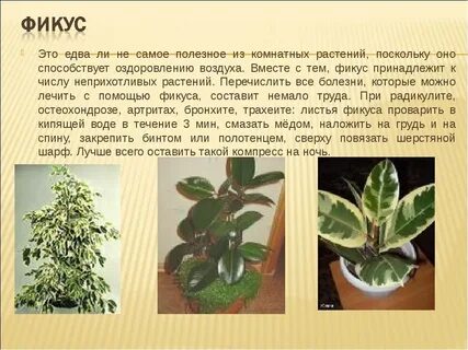Полезен ли фикус