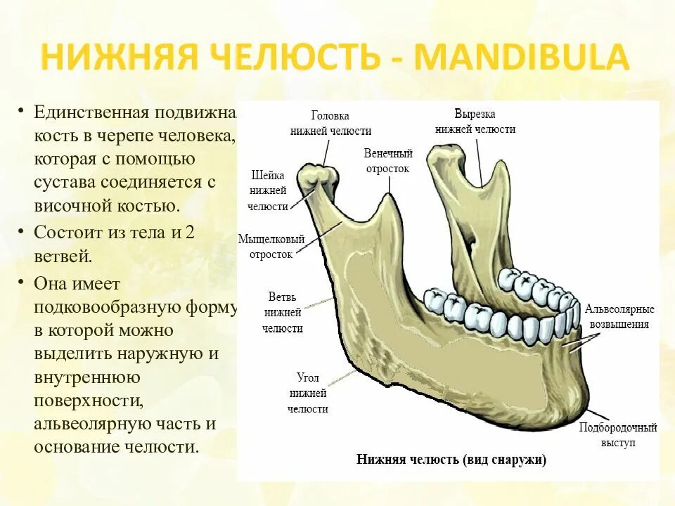 Нижняя челюсть с другими костями черепа