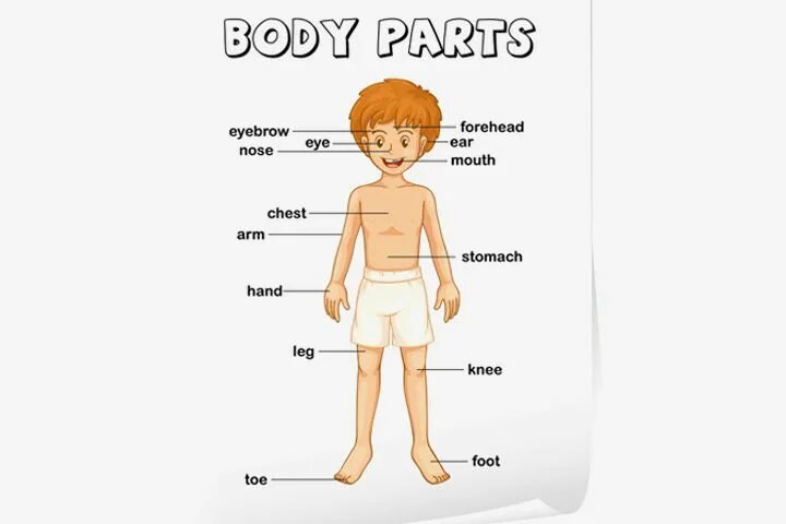 Body английский для детей. Организм на английском языке. Организм на английском языке. Организм на английском языке. Организм на английском языке.