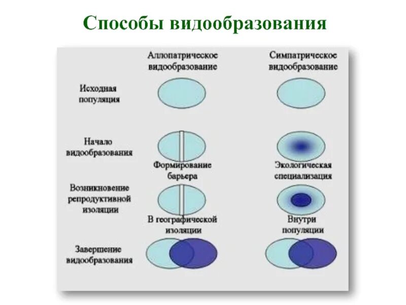 Этапы географической изоляции. Способы видообразования биология 11 класс таблица. Этапы экологического видообразования биология 9 класс. Основные пути видообразования биология 9 класс. Основные формы видообразования (симпатрическое, аллопатрическое)..