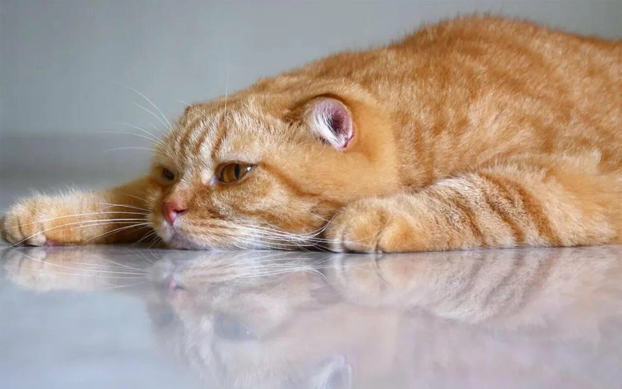 Кот расстроился. Грустная рыжая кошка. грустный рыжий кот. грустный рыжий котик. рыжий кот лежит.