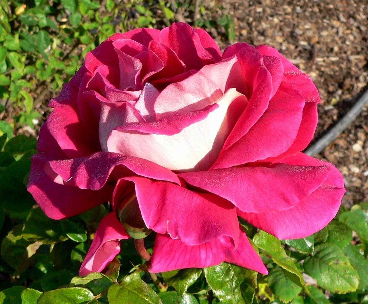Bolchoi Teatr - чайно-гибридная роза биколор от Meilland Flowers, Rose, Plants