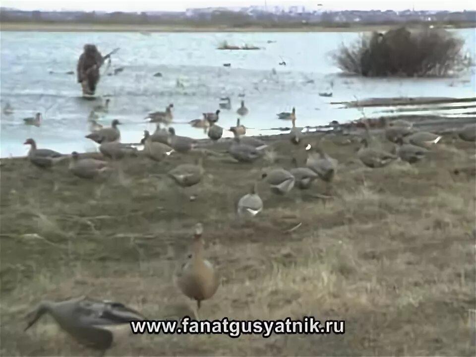 Охота на гуся в белоруссии. Охота на гусей и уток в коми. Охота на гусей и уток в коми. Охота на гуся в белоруссии. Охота в норильске на гуся.