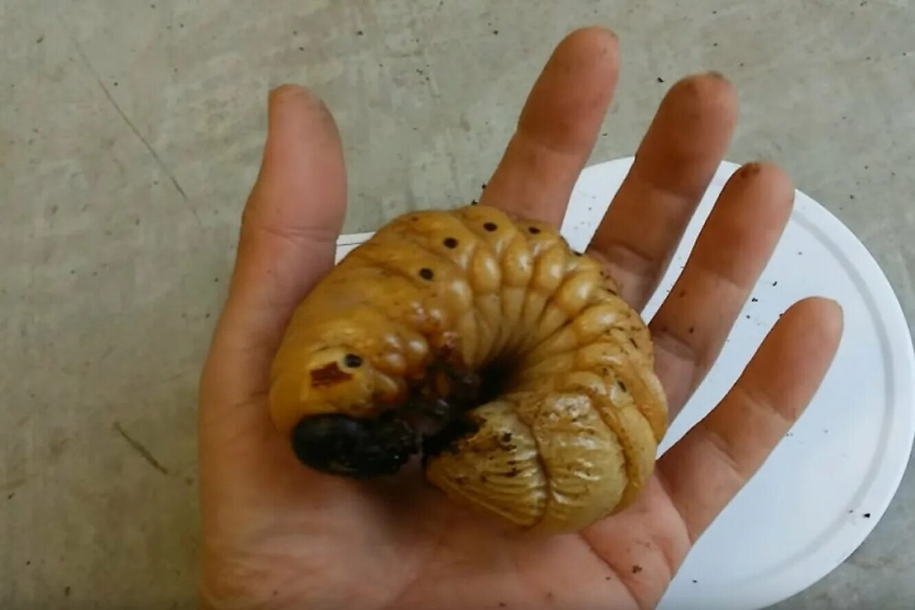 личинка ручейника долгоносика. что делает личинка. жук короед личинка гусеница. жук короед личинка гусеница. что делает личинка.