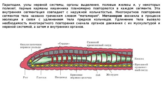 Строение выделительной системы кольчатых червей. Кольчатые черви строение выделительная система. Тип кольчатые черви выделительная система. Выделительная система кольчатого червя.