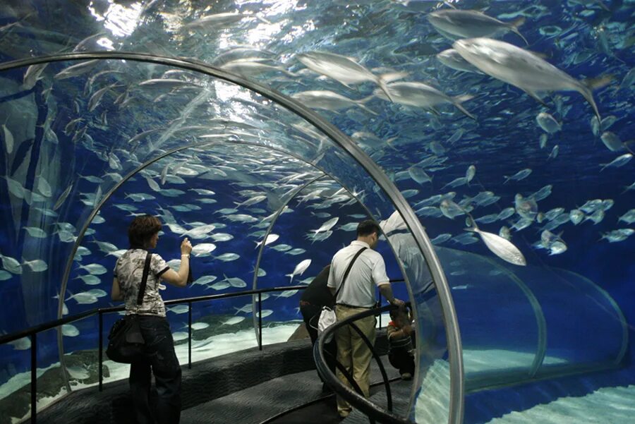 Океанариум шанхай. Шанхай океанариум. Океанариум в Шанхае, Китай. Шанхай аквариум. Шанхайский океанический аквариум.