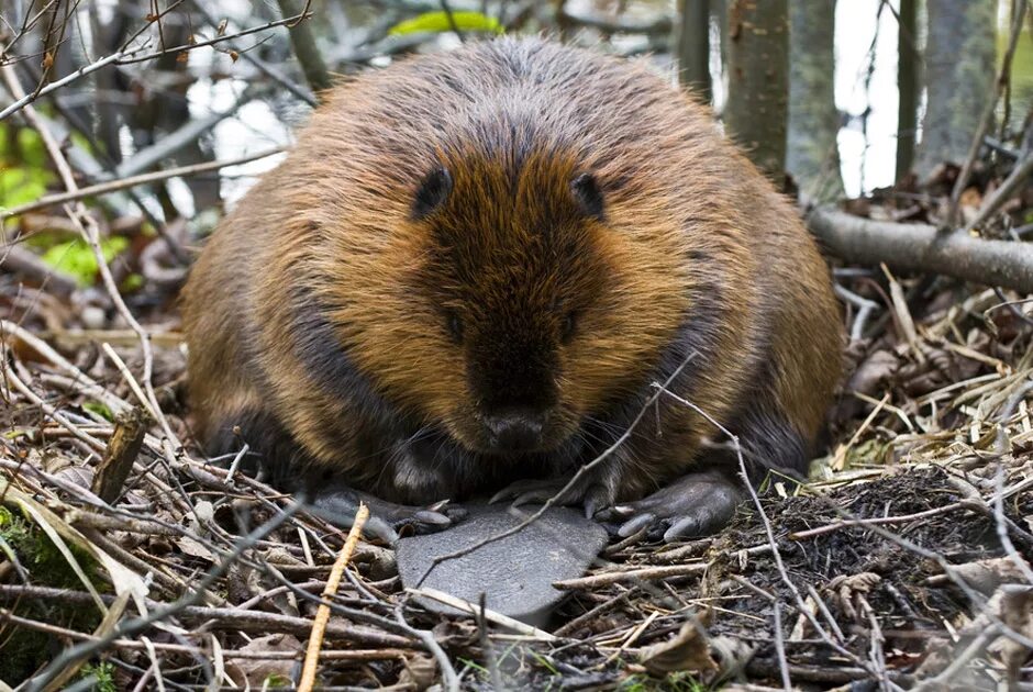 Бобры. Березинский заповедник бобры. Бобры данные. Бобры данные. Бобры данные.