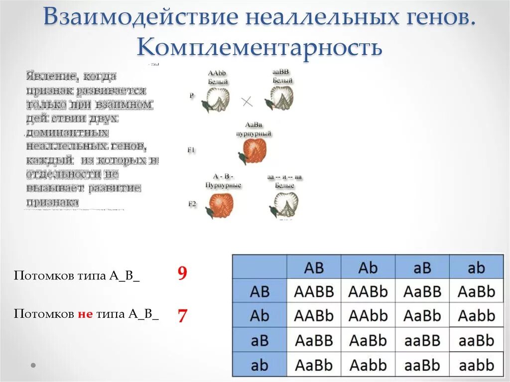 При скрещивание курицы с листовидным. Комплементарное взаимодействие схема расщепления. Комплементарное взаимодействие таблица. Схема типы взаимодействия аллельных генов. Комплементарность варианты расщепления по фенотипу f2.