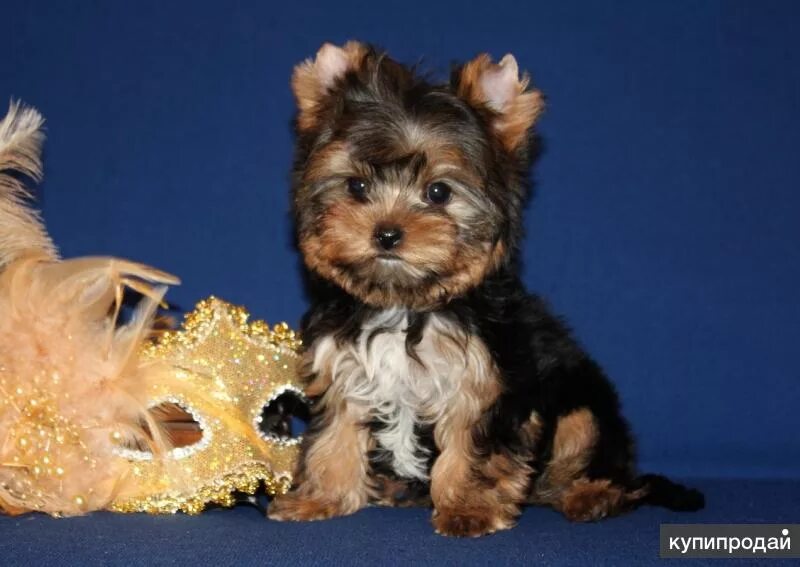 йоркширский терьер мини беби фейс. йоркширский терьер babyface. беби фейс собака. йоркширский терьер беби фейс. бэби фейс йоркширский терьер.