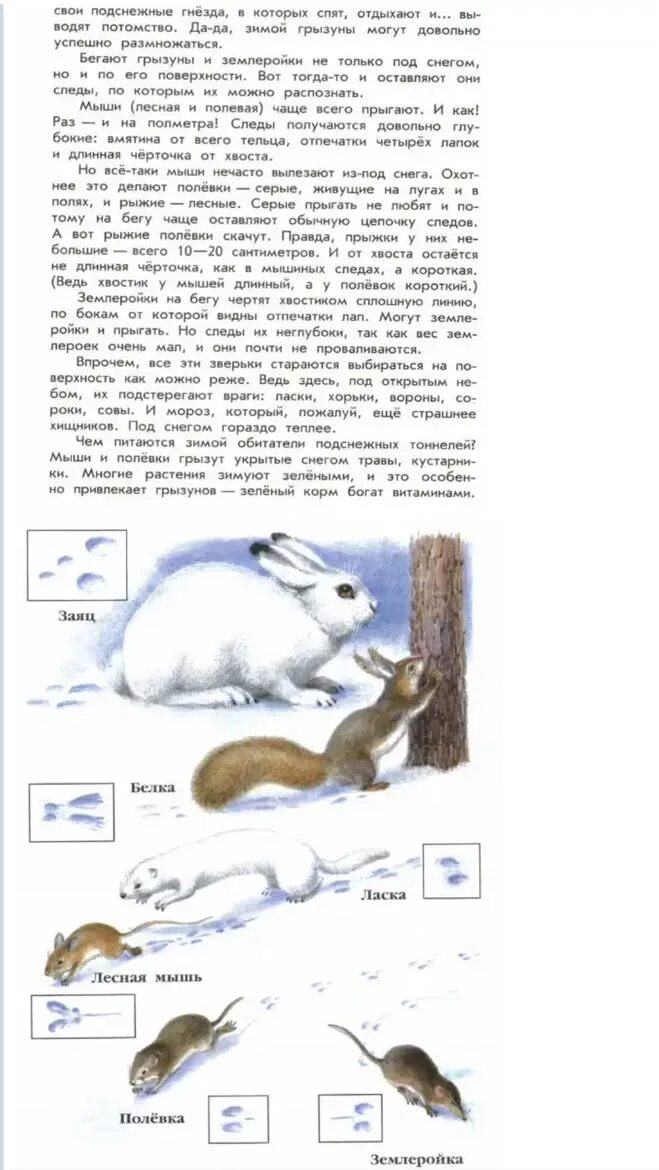 Наблюдение о животных 4 класс. Сочиненные басни. Рассказы про собак для детей. Напиши свой рассказ о жизни животных. Напиши свой рассказ о жизни животных.