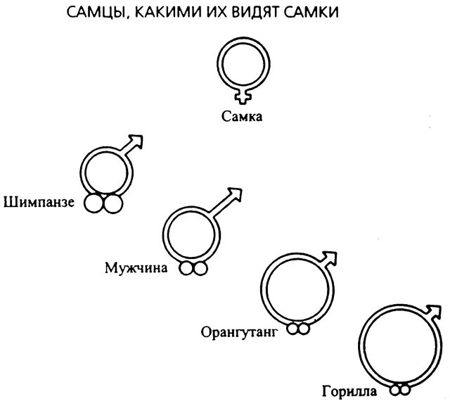 Разные формы члена. Классификация членов. Виды членов разновидности. Классификация форм членов. Разновидность видов пенисов.