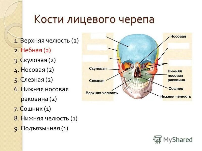 Скелет головы функции