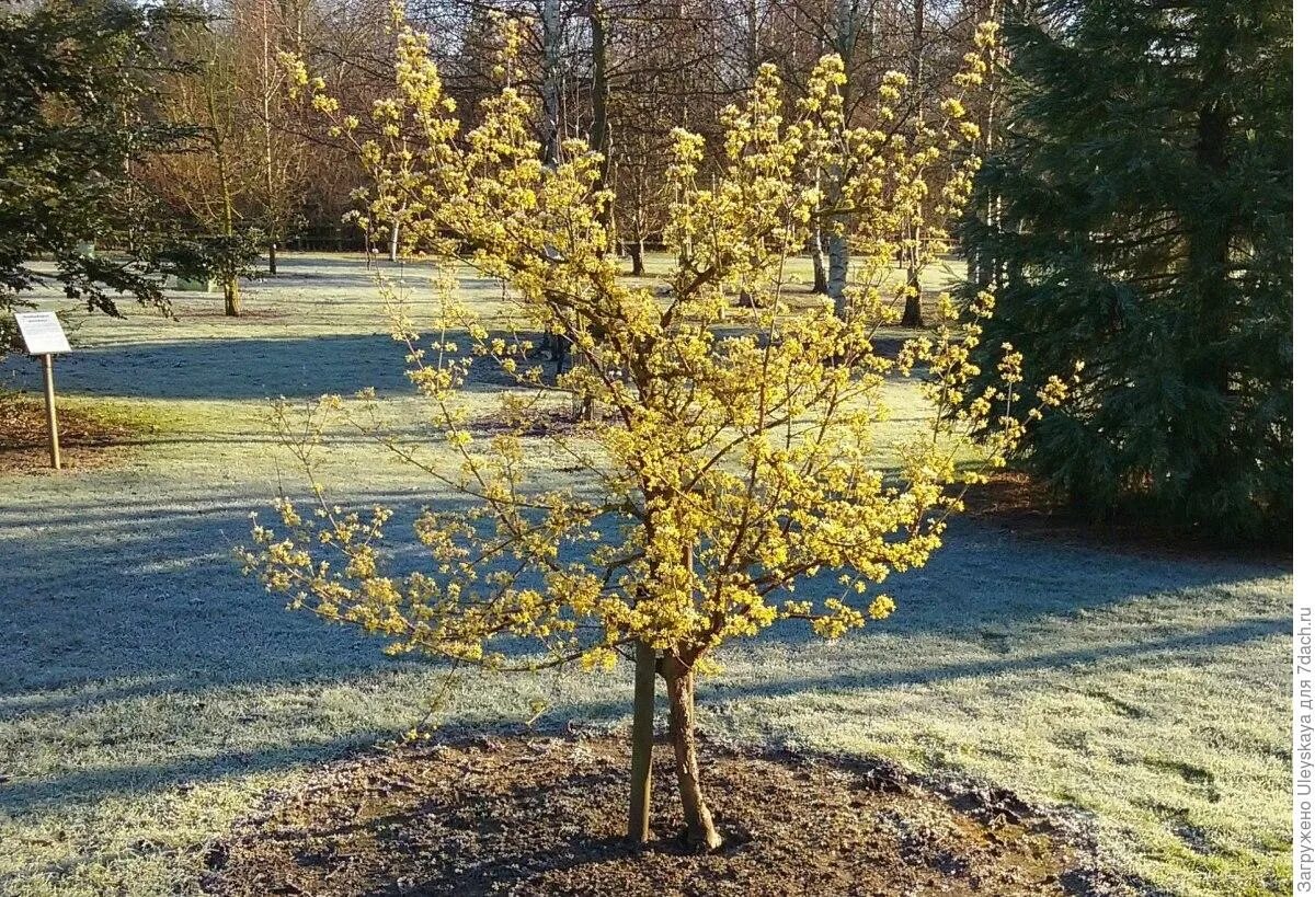 Кизил алеша. Кизил (Cornus). Кизил Янтарный. Кизиловый куст.