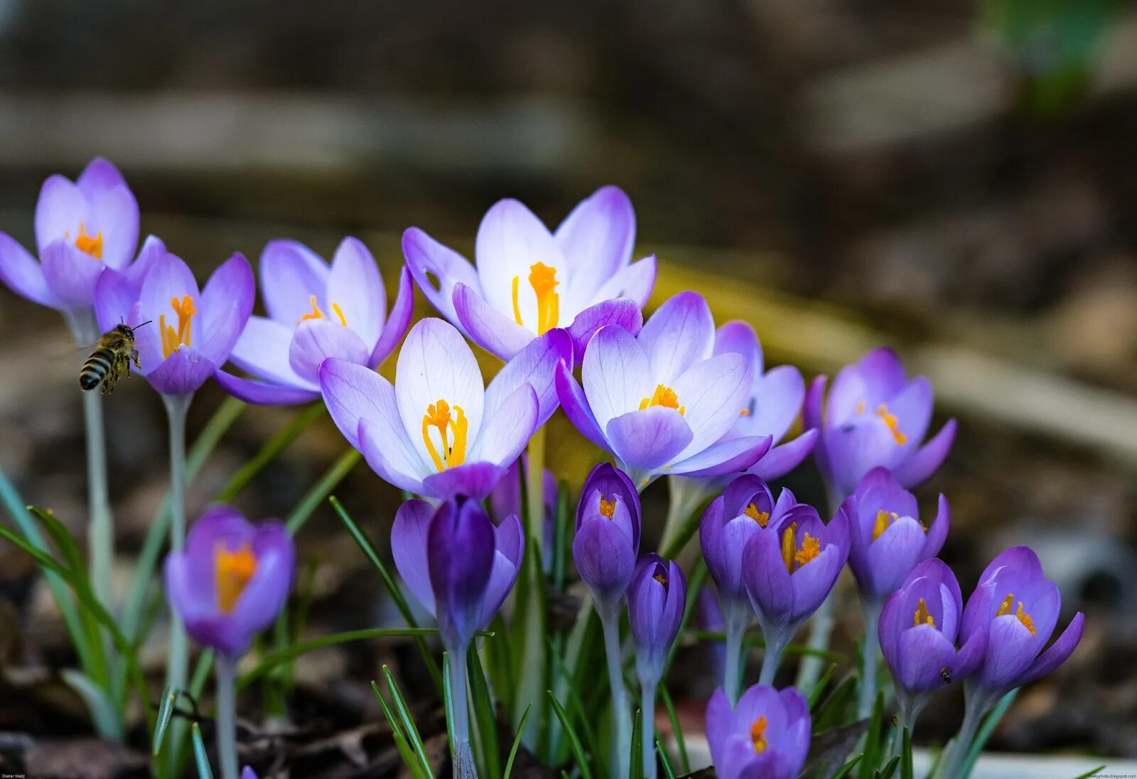 Крокус цветок. Весенний Шафран Шафран. Крокус весенний. Крокус весенний Crocus vernus.