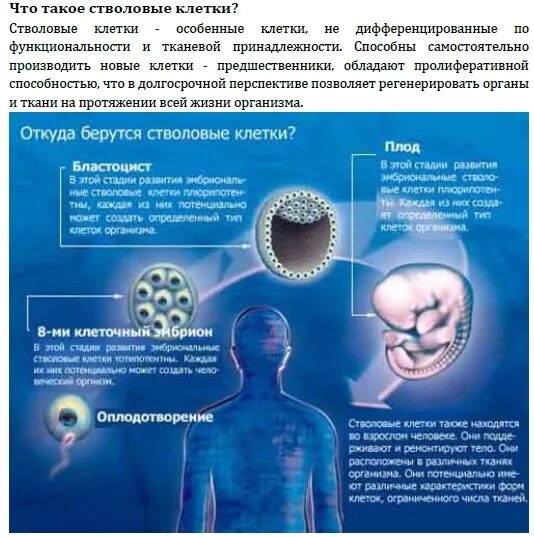 Сколько стволовых клеток. Стволовые клетки. Где берутся стволовые клетки. Голодание и стволовые клетки. Откуда берутся стромальные клетки.