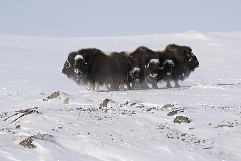 Какой зоне водятся белые медведи песцы лемминги. Овцебык в Арктике. Овцебык (мускусный бык) арктических пустынь. Овцебык Полярный Урал. Арктические пустыни овцебык.