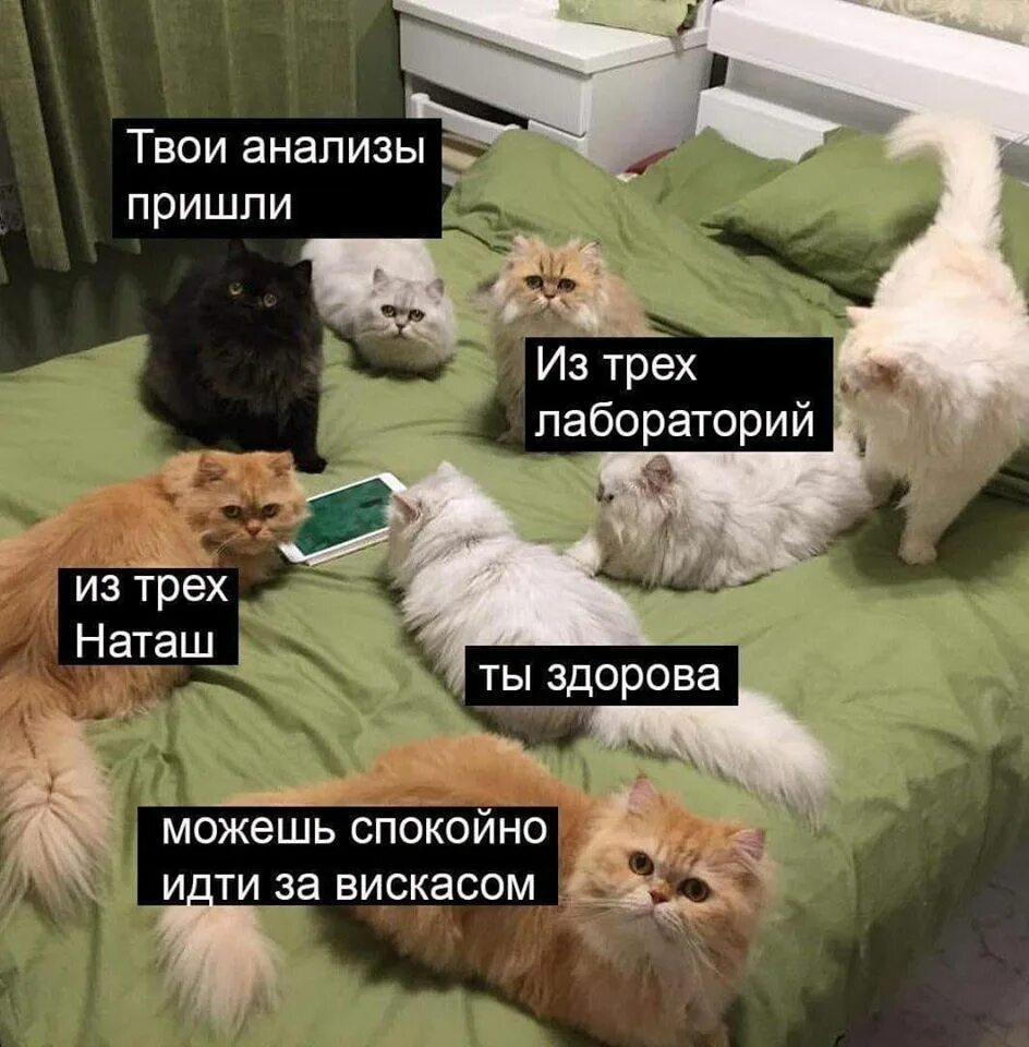Мемы про котят. Мемы с котиками. Наташа и коты. Наташа и коты приколы. Мем Наташа и коты.