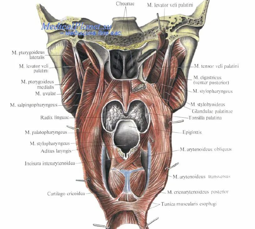 Spatium retropharyngeum. Верхняя мышца констриктор глотки. Мышцы глотки анатомия.