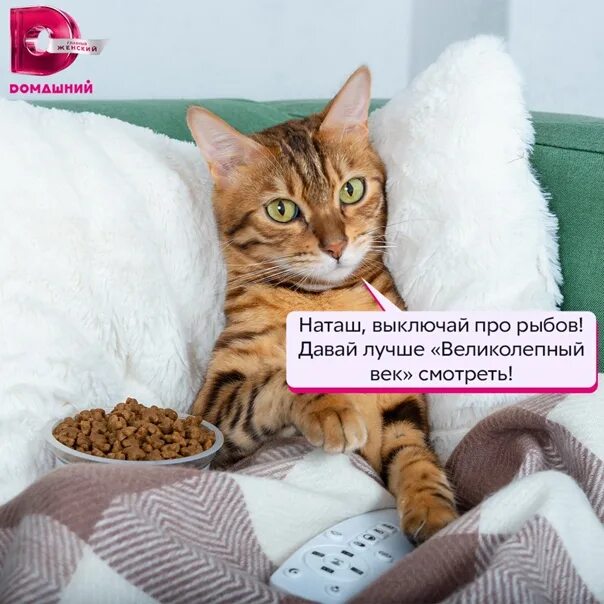 Даже кот знает. Котэ представляет картинки. Человеку нужен кот. Спящие коты с надписями. А где подарок котик дзен.