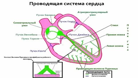 Элементы проводящей системы листа