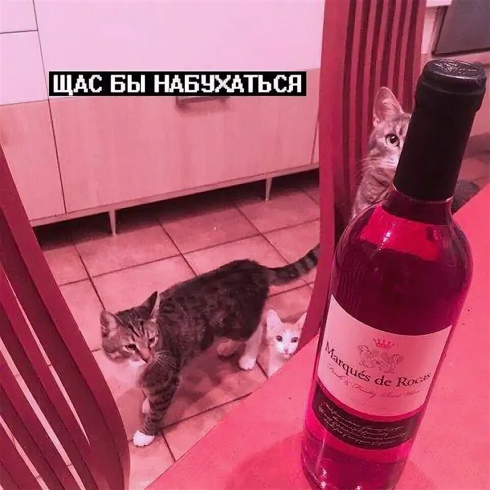 Кот с алкоголем мем catasters Wut