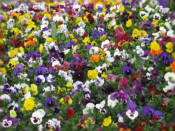 поле глазок. анютины глазки цветы лесные. полевые цветы анютины глазки. поле фиалок. фиалка трехцветная луговая.