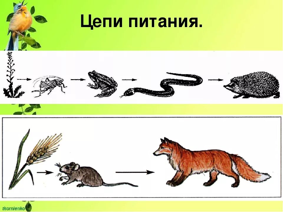 Название каждого звена пищевой цепи. 2 Цепочки питания животных. Цепи питания биология. Модель пищевой цепи биология 5 класс. Цепь питания биология 5 класс пищевая цепь.