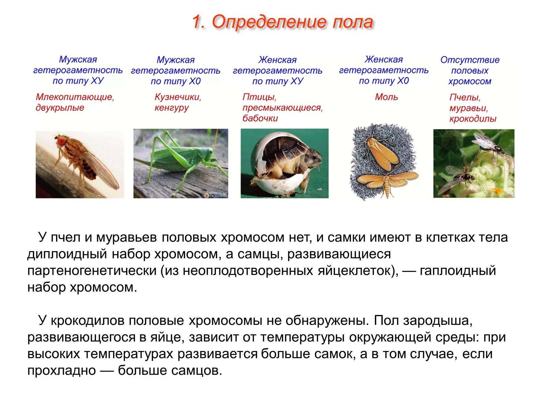 Пол у птиц хромосомы. Гетерогаметный женский пол у пчел. У птиц самцы гомогаметны гетерогаметны. Определение пола у пчел. Гетерогаметный пол мужской пример.