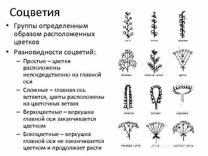 Генеративные органы соцветия. Соцветия цветков таблица. Соцветия 6 класс биология кратко. Типы цветов соцветий расположение. Таблица соцветия биология 6 класс.