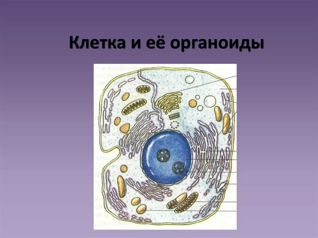 Изображения органоидов