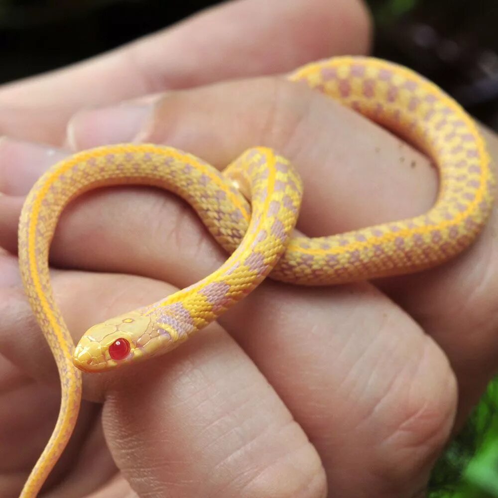 Thamnophis Marcianus Albino. Большеглазый полоз. Лучистый полоз альбинос. Маленький полоз змея.