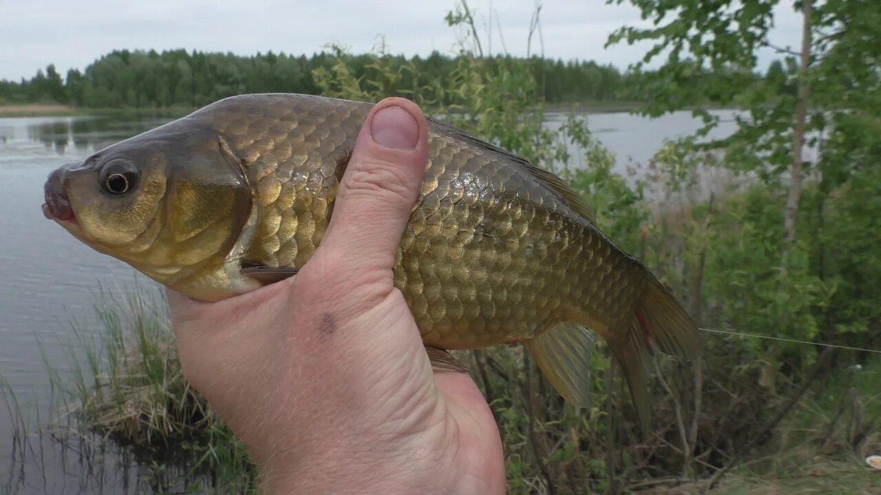Золотой карась кольчугино. Крупный золотой карась. Клязьма карась золотой. Большой золотой карась. Золотой карась кольчугино.