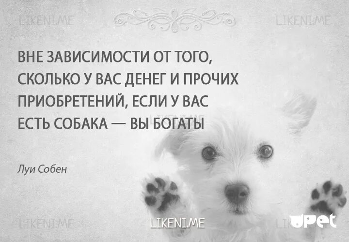 Цитаты о собаках, высказывания,. Выражения про собак. Фразы про собак. Высказывания о собаках