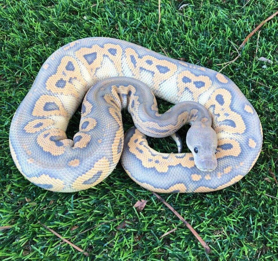 Pet python