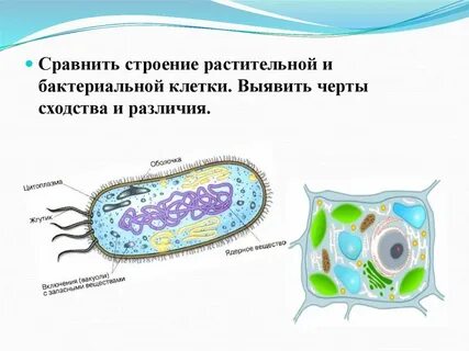 Различия животной и бактериальной клетки