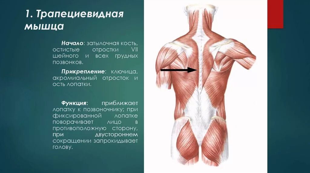 Трапециевидная функция. Трапециевидная мышца шеи анатомия. Трапециевидная мышца верхняя часть анатомия. Антагонист трапециевидной мышцы. Анатомия трапециевидной мышцы спины и шеи.