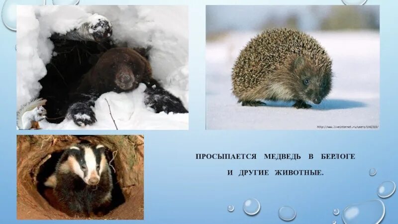 Просыпается в берлоге. В берлогах просыпаются. медведь проснулся. просыпается медведь после зимней стужи. мишка проснулся в берлоге.