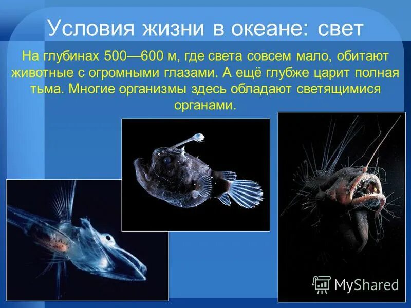 Морской чёрт удильщик. Меланоцет джонсона горбатый морской черт. Глубоководная рыба удильщик. Европейский удильщик морской чёрт. Кларион клиппертон тихий океан.