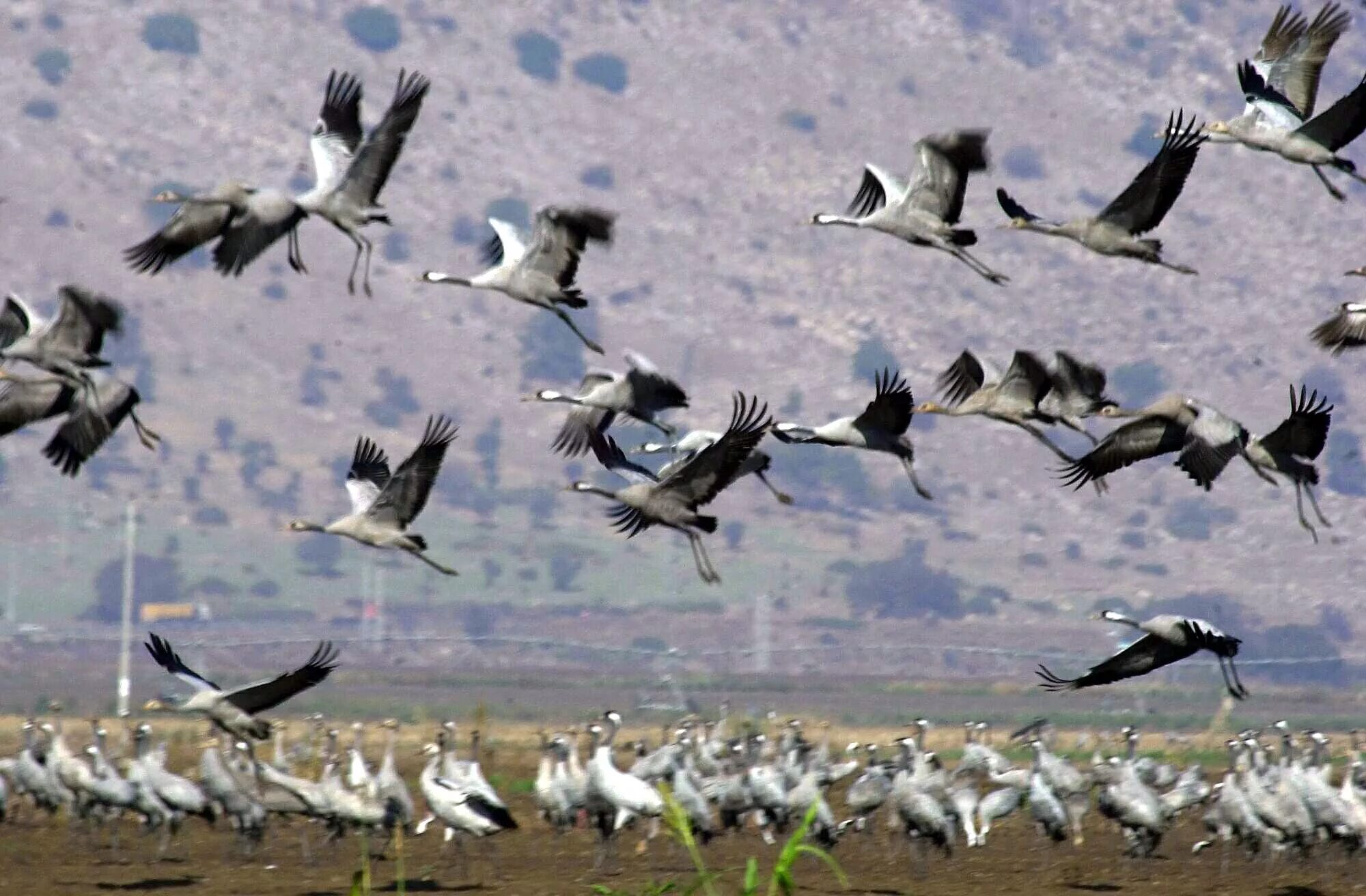 Migrate