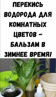 Перекись для комнатных растений