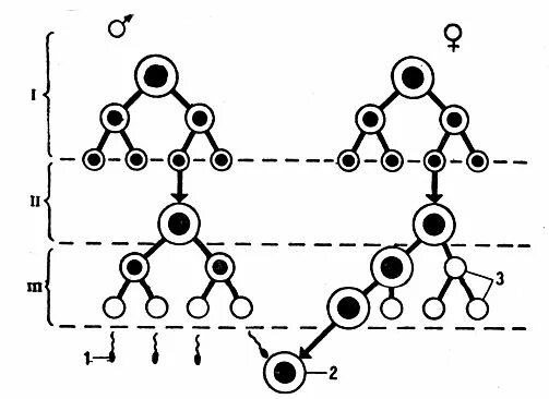 Схема сперматогенеза и овогенеза. Неправильные тельца это. Три направительных тельца. Три направительных тельца. 4 зоны сперматогенеза.