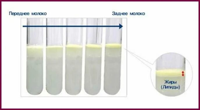 Можно ли взрослому грудное молоко. Как проверить грудное молоко на жирность. Переднее итзаднее полоко. Переднее и заднее молок. Переднее молоко.