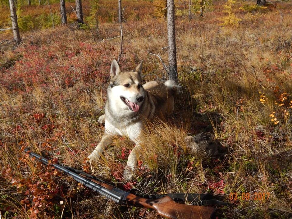 Западносибирская хаски. Западно сибирская лайка на охоте. Западно сибирская лайка на охоте. Восточносибирская лайка + эстонская гончая. Хаски охотник.