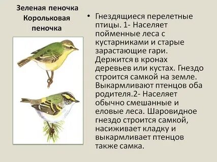 Перелетные птицы описание
